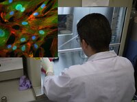 細胞培養作業の様子と線維芽細胞の蛍光顕微鏡画像